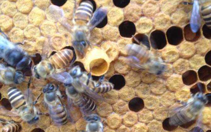 蜜蜂王臺(tái)建好后幾天封蓋? 蜜蜂王臺(tái)