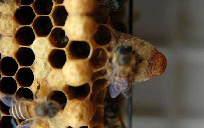 蜜蜂王臺(tái)建好后幾天封蓋? 蜜蜂王臺(tái)