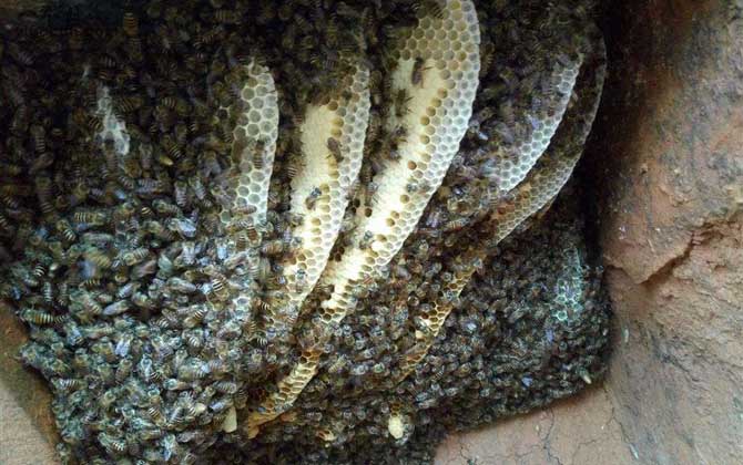 怎樣知道附近有野生蜜蜂窩? 野生蜜蜂