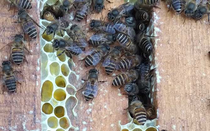 怎樣才能養好中華蜜蜂? 中華蜜蜂