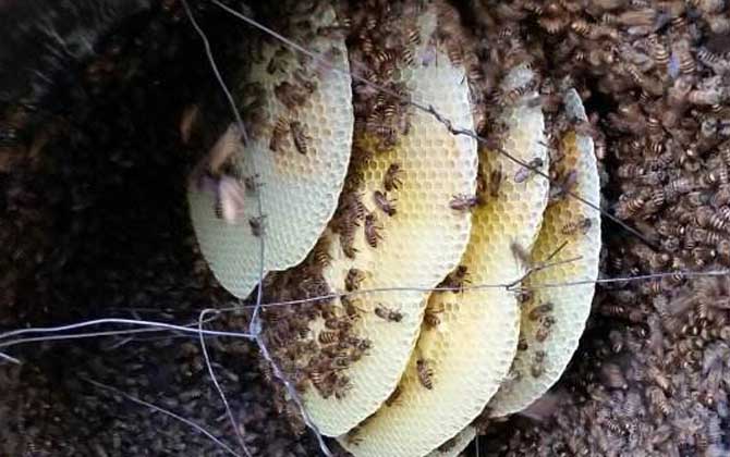 怎樣才能養好中華蜜蜂? 中華蜜蜂