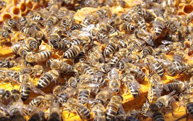 意大利蜂定地飼養技術 意蜂定地飼養技術