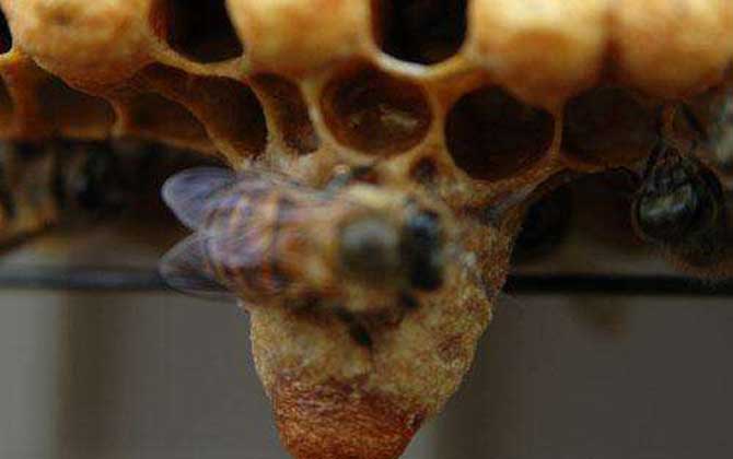 王臺(tái)天數(shù)變化過程表 王臺(tái)