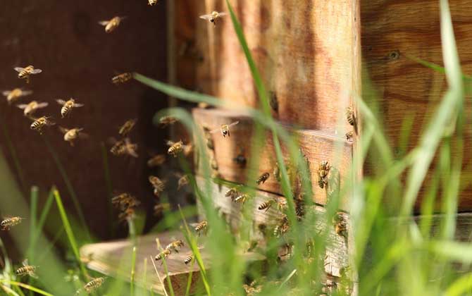 初學(xué)養(yǎng)蜂要了解哪些養(yǎng)蜂知識(shí)? 養(yǎng)蜂知識(shí)