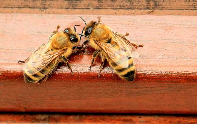 初學(xué)養(yǎng)蜂要了解哪些養(yǎng)蜂知識(shí)? 養(yǎng)蜂知識(shí)