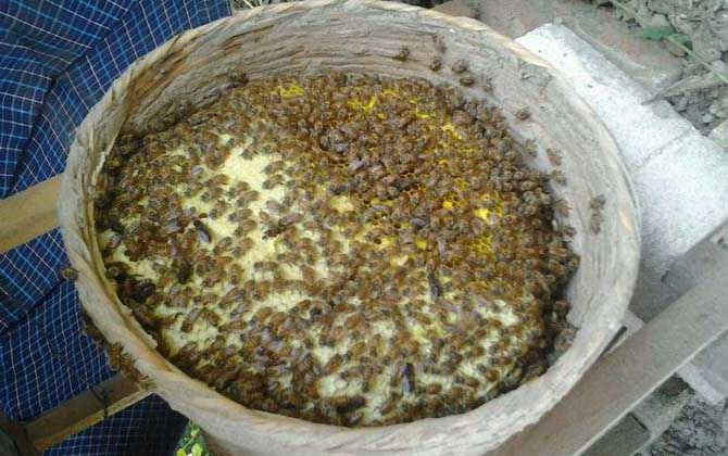 土養(yǎng)中蜂幾月份割蜜? 土養(yǎng)中蜂