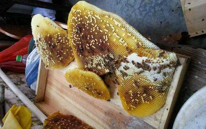 土養(yǎng)中蜂幾月份割蜜? 土養(yǎng)中蜂