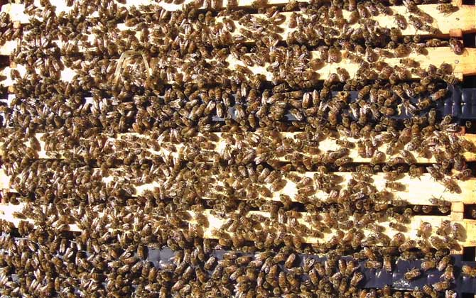 雙王群春繁有什么技巧? 雙王群