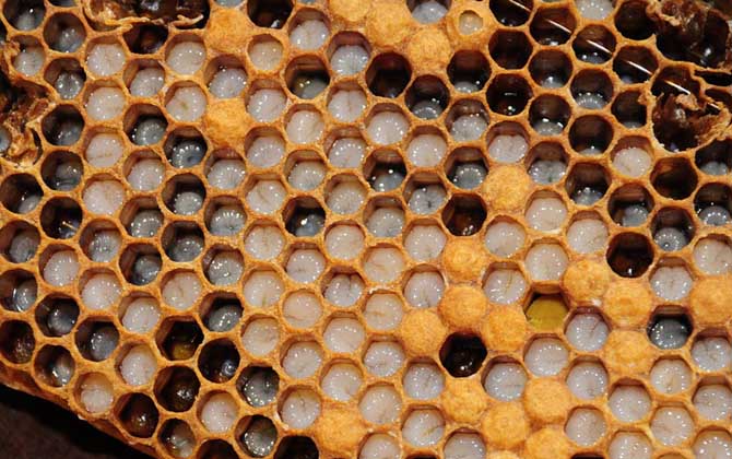 新手要了解哪些養(yǎng)蜂知識(shí)? 養(yǎng)蜂知識(shí)