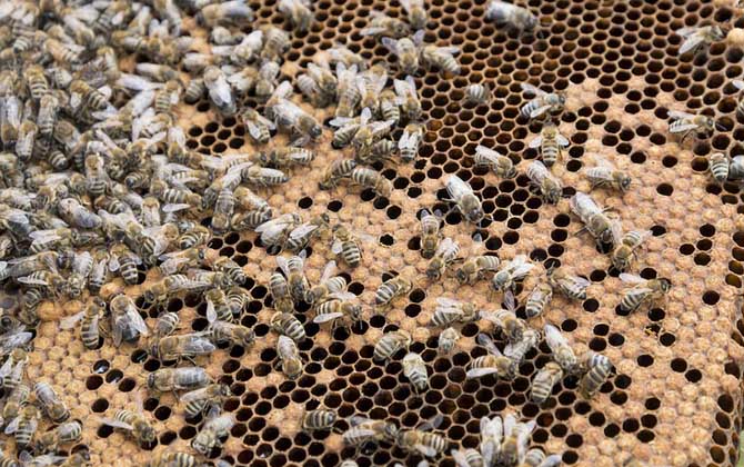 新手要了解哪些養(yǎng)蜂知識(shí)? 養(yǎng)蜂知識(shí)