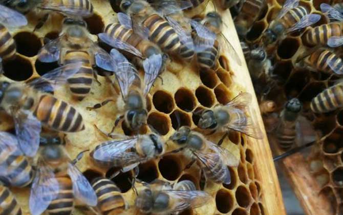 工蜂產(chǎn)卵可以育王嗎? 工蜂產(chǎn)卵
