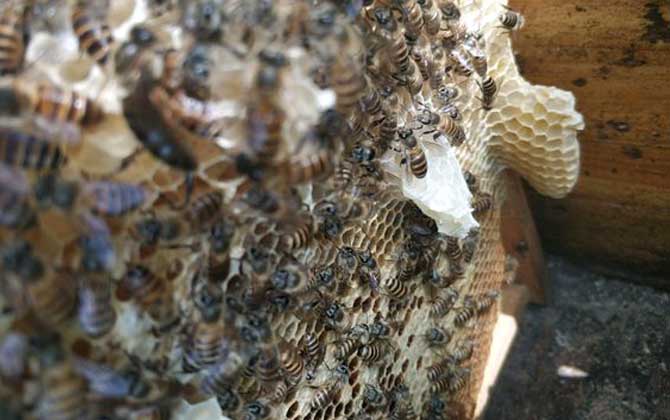 工蜂產(chǎn)卵可以育王嗎? 工蜂產(chǎn)卵