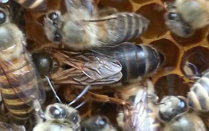 怎么引來蜜蜂自己養殖? 怎么引來蜜蜂