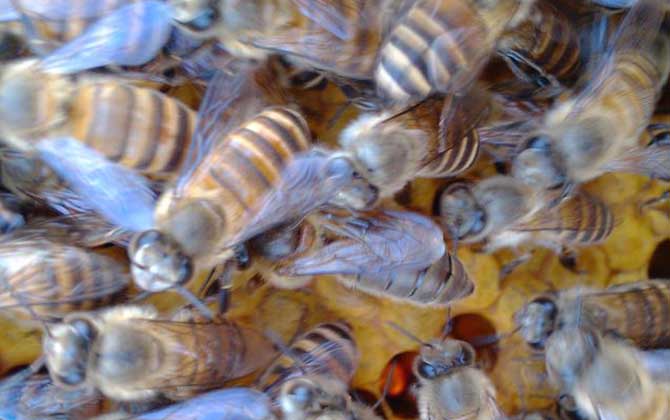 怎么引來蜜蜂自己養殖? 怎么引來蜜蜂