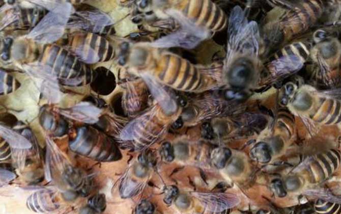 怎么引來蜜蜂自己養殖? 怎么引來蜜蜂