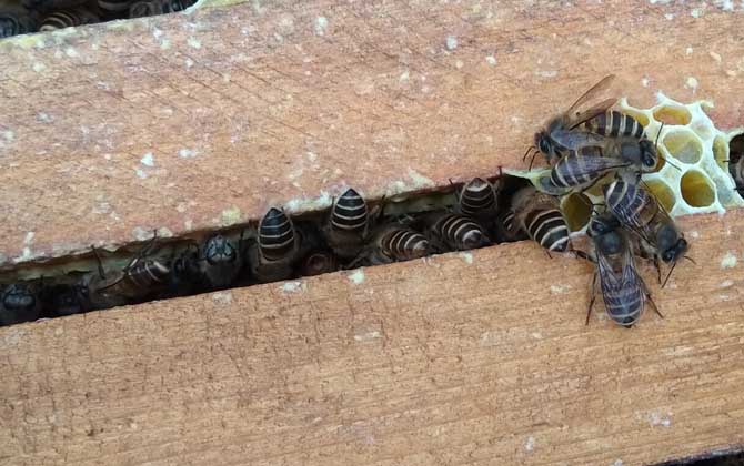 蜜蜂冬天怎么喂養才安全? 蜜蜂