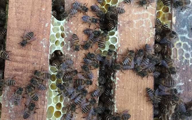 蜜蜂什么時候繁殖速度快? 蜜蜂