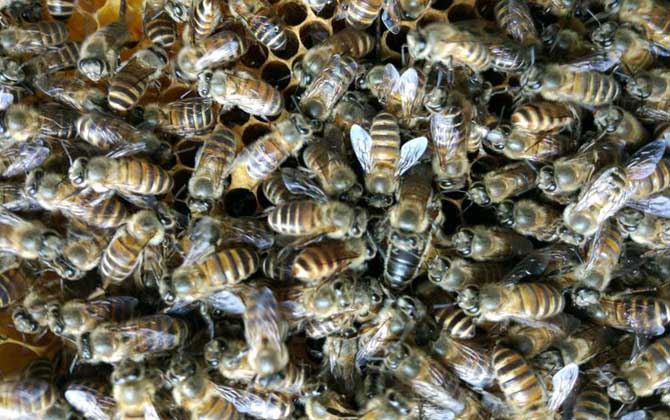 秋季怎么管理好蜂群? 蜂群