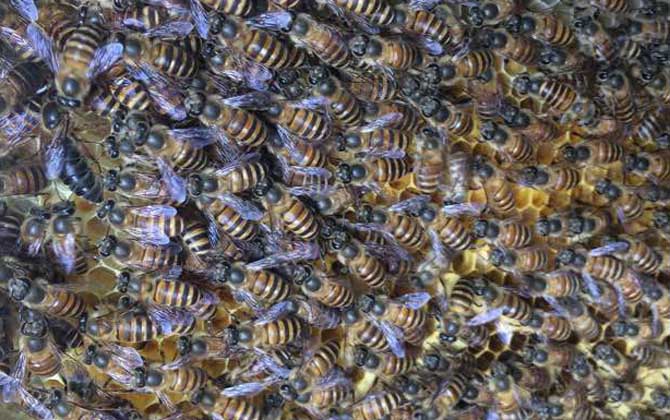 冬季養(yǎng)蜂什么時候關(guān)蜂王? 冬季養(yǎng)蜂