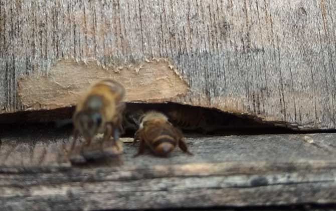 空蜂箱用什么吸引蜜蜂? 蜜蜂