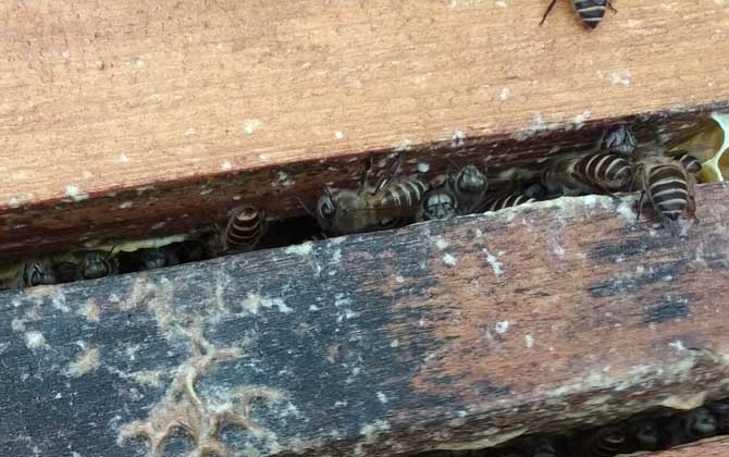 蜜蜂仿自然人工分蜂技術 蜜蜂