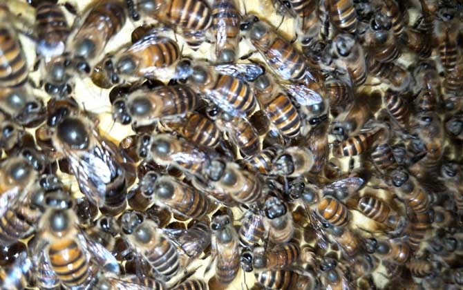 蜜蜂一年可以取幾次蜜? 蜜蜂