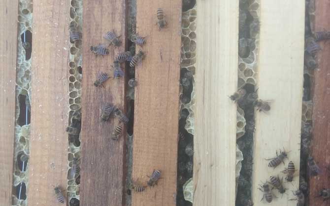 怎么快速解除分蜂熱? 分蜂