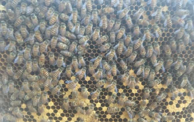 怎么快速解除分蜂熱? 分蜂