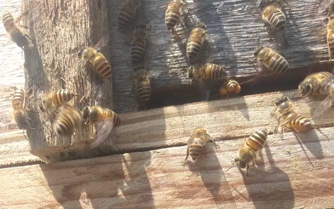 怎么快速解除分蜂熱? 分蜂