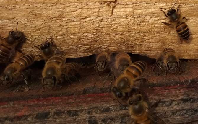 蜜蜂無蜂王分蜂技術 分蜂技術