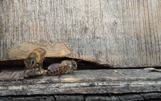 蜜蜂無蜂王分蜂技術 分蜂技術