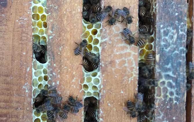 養(yǎng)蜜蜂的技巧有哪些? 養(yǎng)蜂技巧