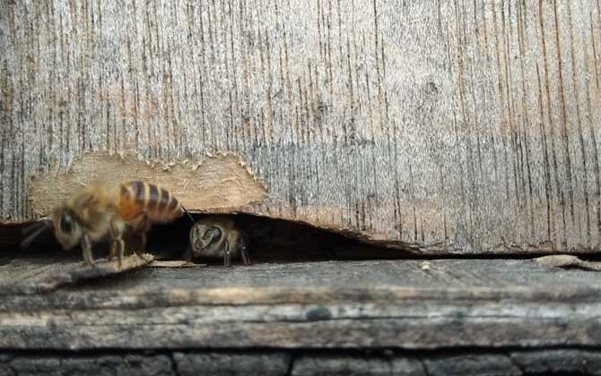 養(yǎng)蜜蜂的技巧有哪些? 養(yǎng)蜂技巧