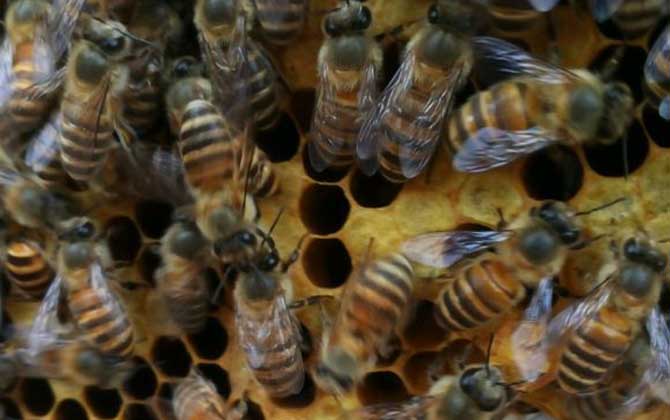 養(yǎng)蜜蜂的技巧有哪些? 養(yǎng)蜂技巧