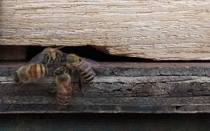 失王蜂群會(huì)自己造王嗎? 蜂群失王