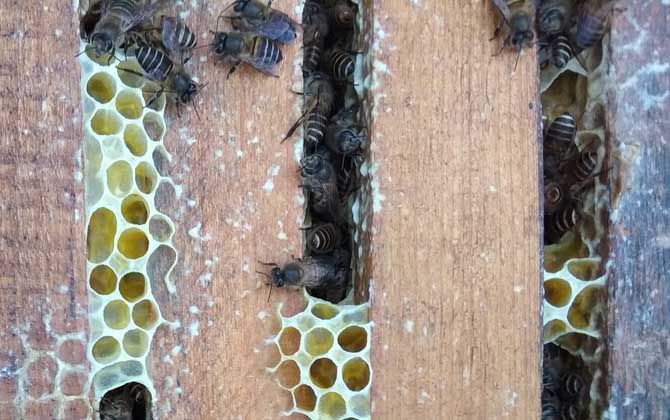 失王蜂群會(huì)自己造王嗎? 蜂群失王