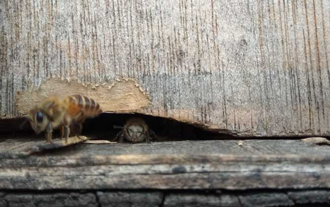 失王蜂群會(huì)自己造王嗎? 蜂群失王