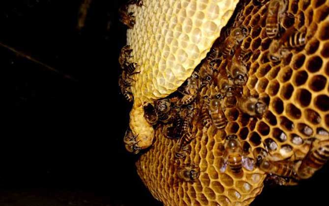 最快找到野生蜜蜂窩的方法 野生蜜蜂