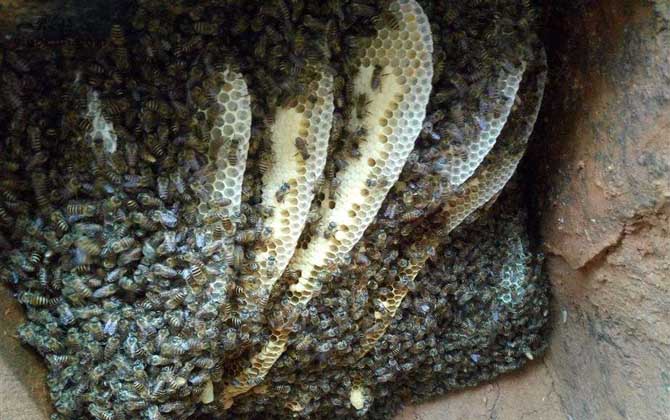 最快找到野生蜜蜂窩的方法 野生蜜蜂