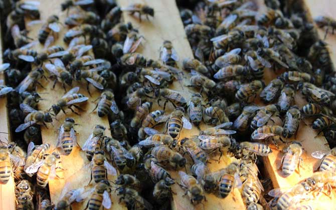 蜜蜂養殖的關鍵性技術 蜜蜂養殖