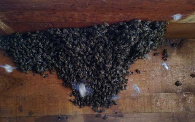 蜜蜂怎樣才能安全過冬? 蜜蜂