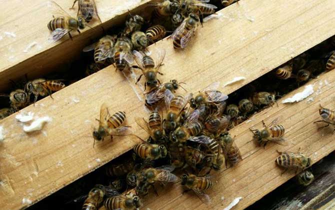 怎么將蛋群養(yǎng)成強(qiáng)群? 蛋群