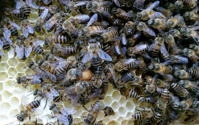 一脾蜜蜂怎么春繁快? 蜜蜂春繁