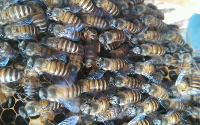 一脾蜜蜂怎么春繁快? 蜜蜂春繁