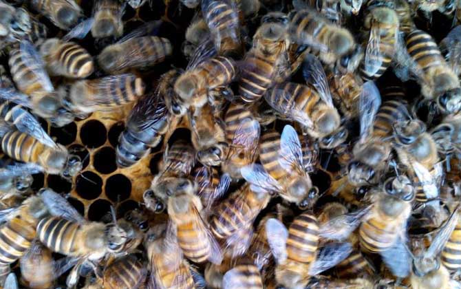蜜蜂春繁怎樣以強補弱? 蜜蜂
