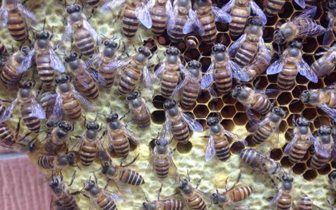 蜜蜂春繁怎樣以強補弱? 蜜蜂