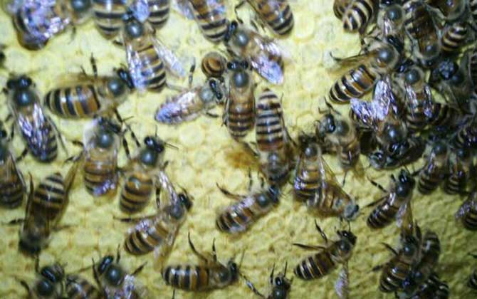 弱群怎么春繁成強(qiáng)群? 春繁