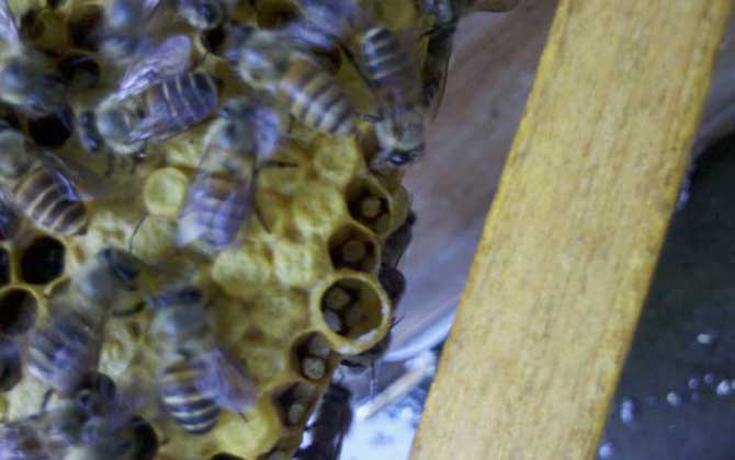 弱群怎么春繁成強(qiáng)群? 春繁