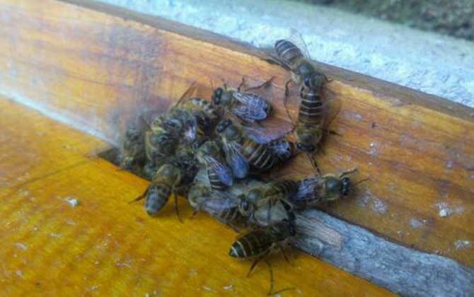 弱群怎么春繁成強(qiáng)群? 春繁