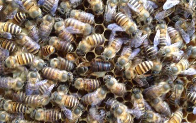 弱群怎么春繁成強(qiáng)群? 春繁